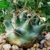 03b_ Coryphantha_ robustispina_ ssp.scheeri _SB849 _01